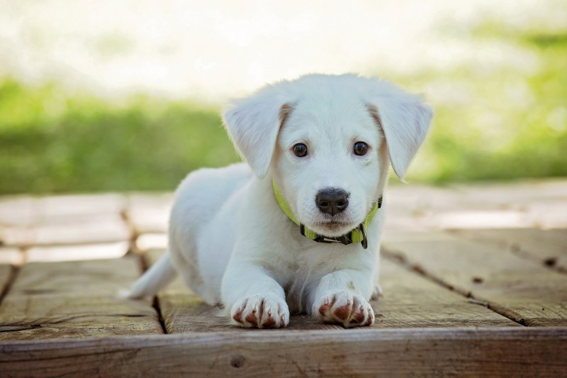 Come insegnare al cane a fare i bisogni sulla traversina