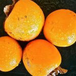 Come far maturare i cachi: metodo per far maturare la frutta in casa Come far maturare i cachi: metodo per far maturare la frutta in casa