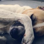 Il mio cane tossisce come se avesse qualcosa in gola, cosa posso fare?