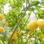 Gestione integrata della fertilità del suolo negli agrumeti: come massimizzare la resa e la qualità dei limoni con pratiche professionali di concimazione